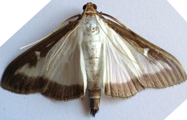 Photo3 pyrale papillon de nuit 