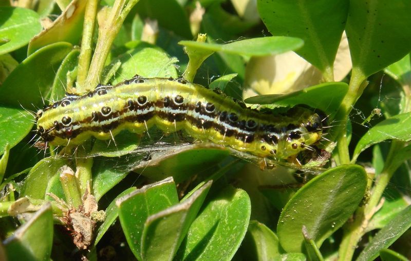 ALERTE!!! LA CHENILLE OU PYRALE DU BUIS  EST DE RETOUR …