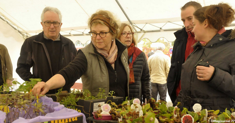 Bourse aux plantes à Villevaudé: de nouveaux conseils pour mieux lutter contre la pyrale du buis